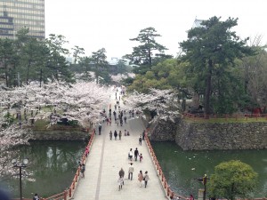 小倉城の桜